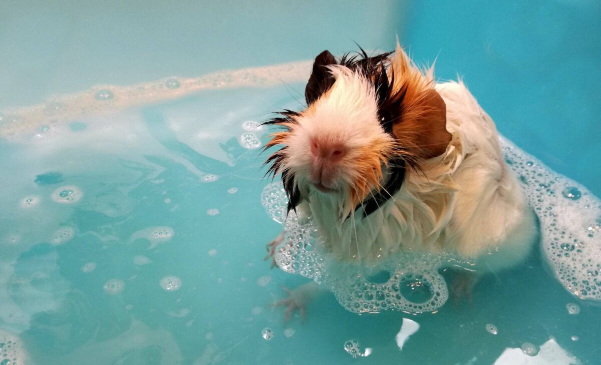 Cobayo en el agua, durante el baño.