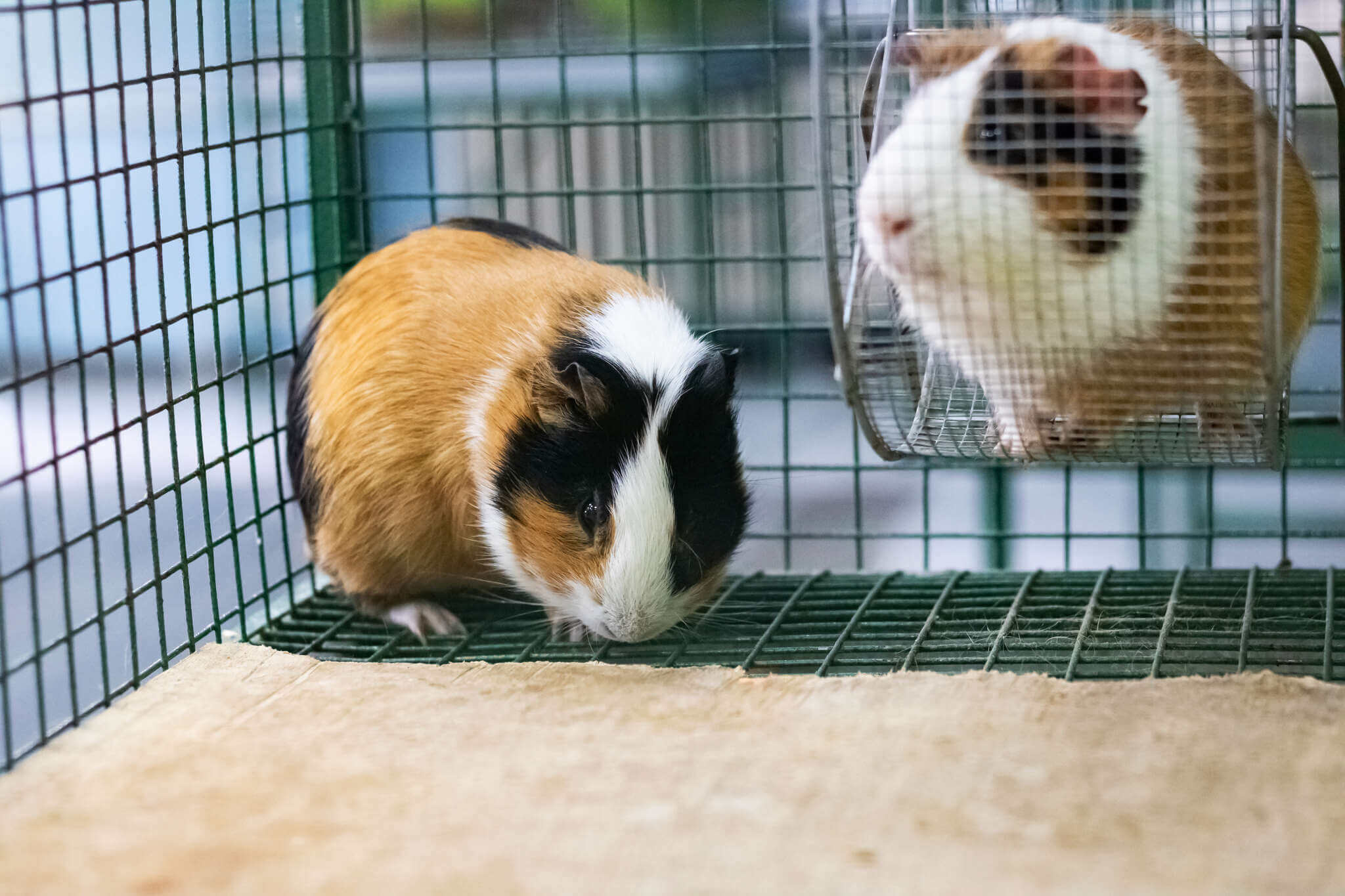 Guinea pigs.