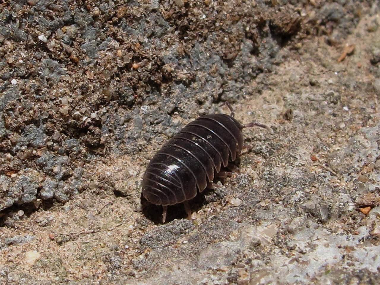 Cochinilla de la humedad. 