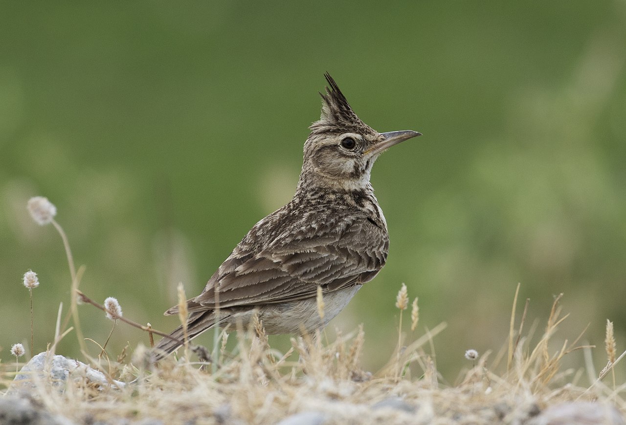 Cogujada común sobre el suelo.