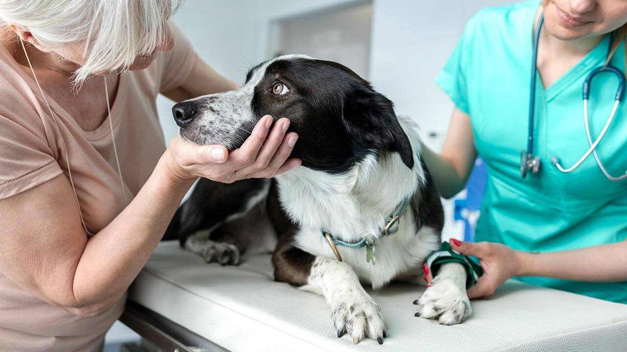 Tutor acompaña a su mascota durante atención veterinaria, después de un síncope en perros.
