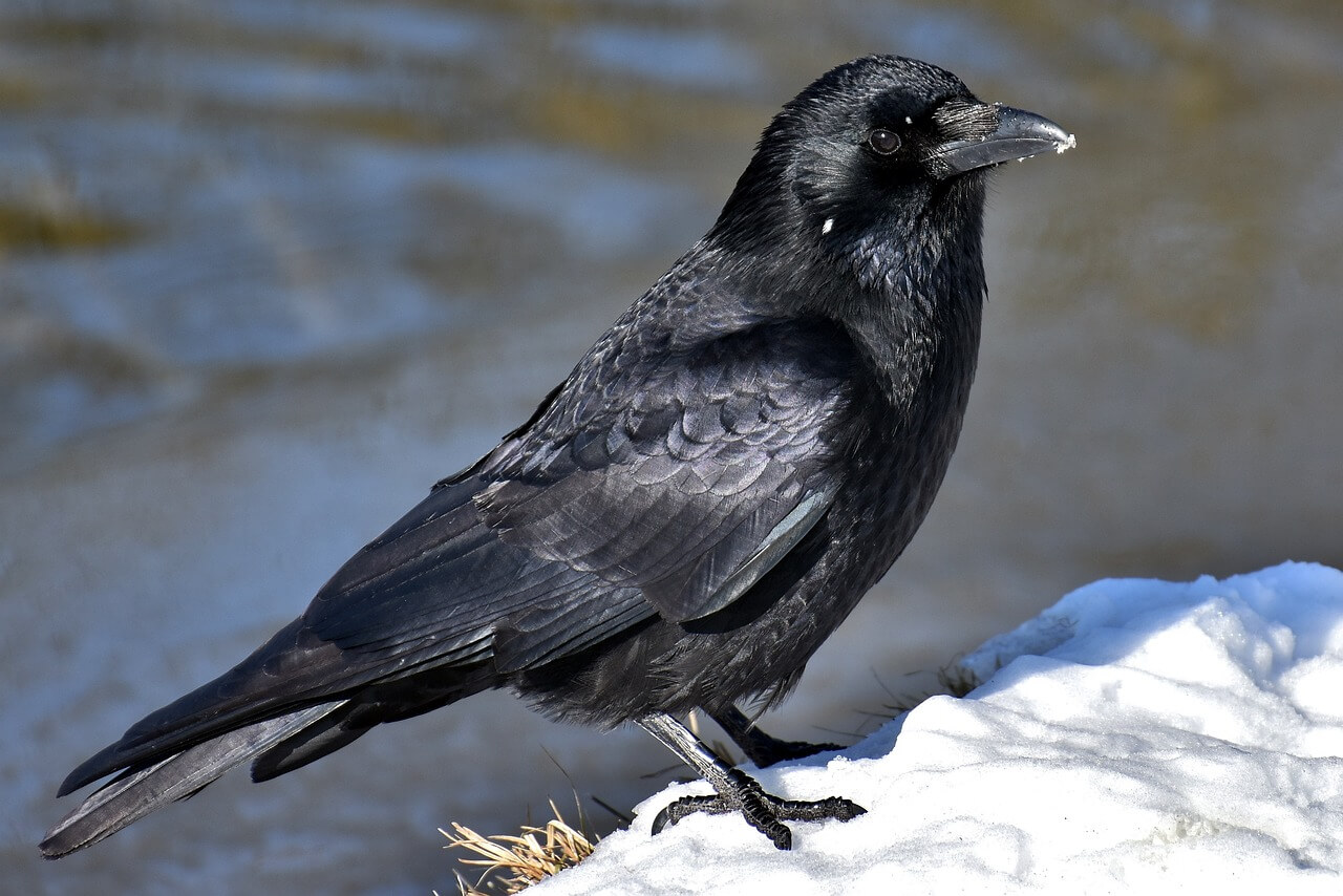 A crow.