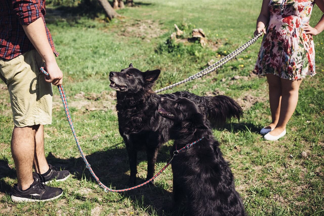 Cuidadores con perros para cruce por primera vez. 