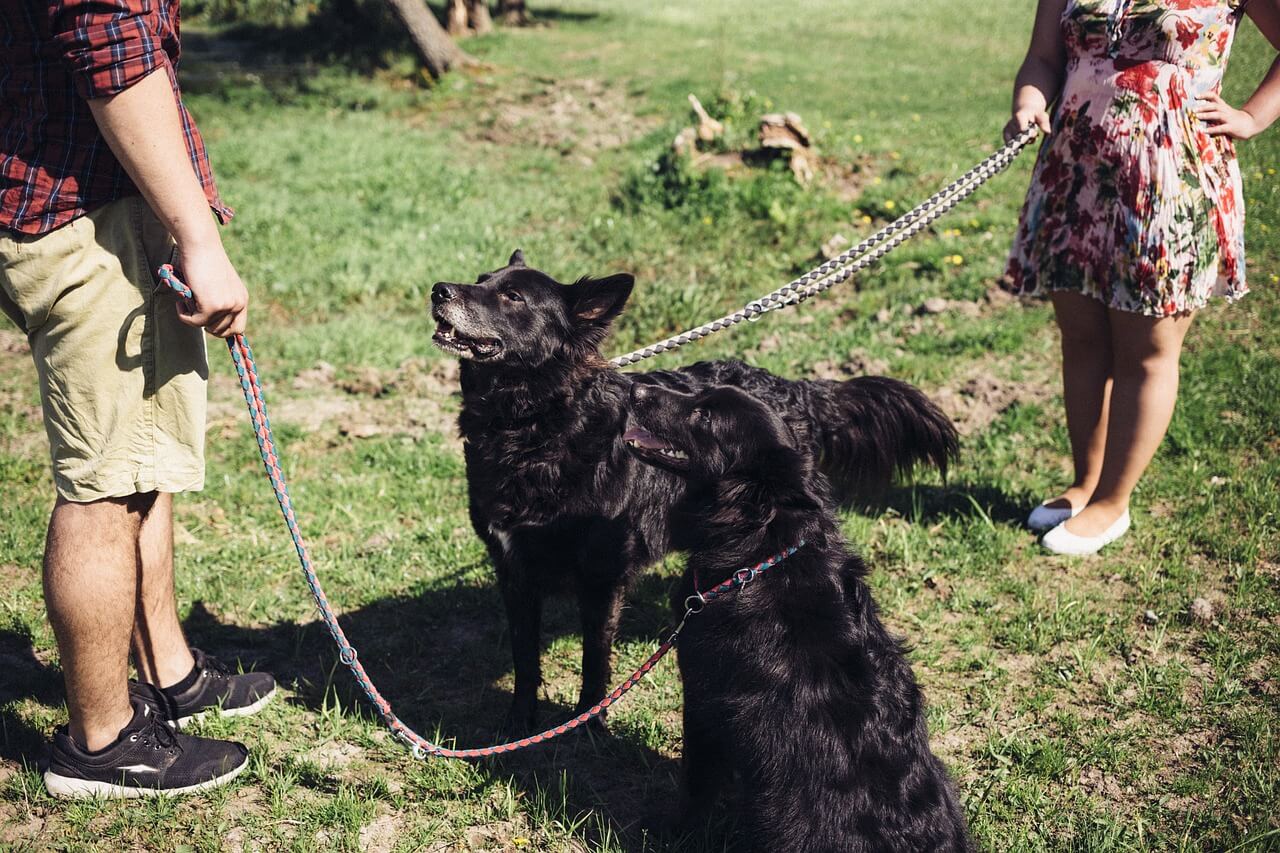 Cuidadores con perros para cruce por primera vez.