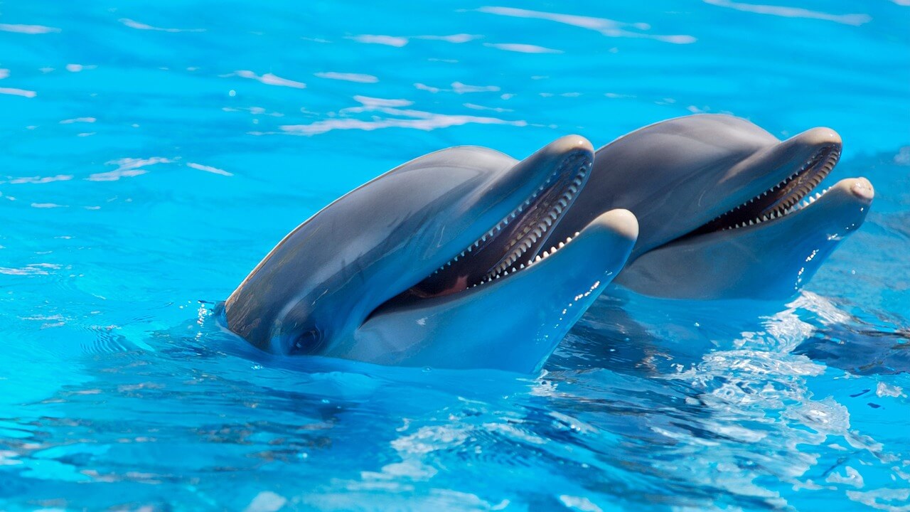 Delfines asoman la cabeza fuera del agua.