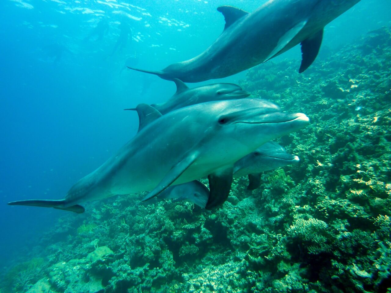Golfinhos no fundo do mar.