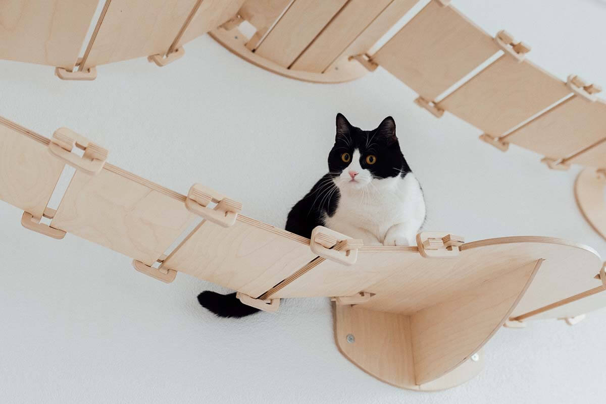 A cat on a hanging platform made for environmental enrichment.