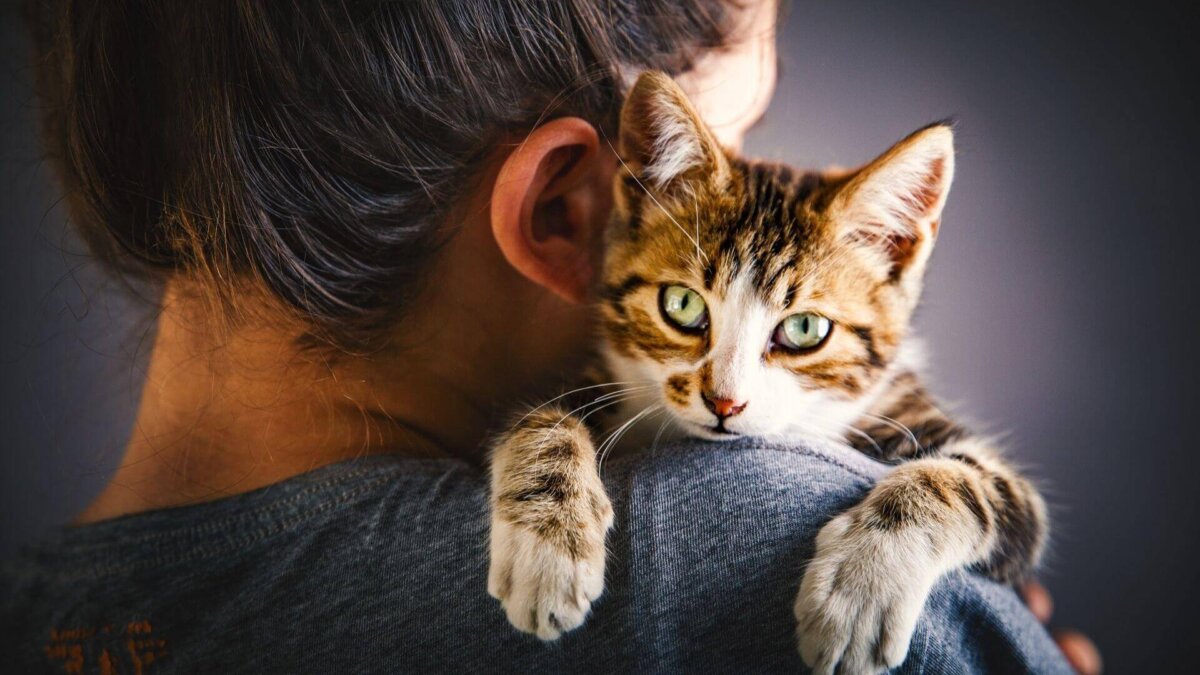 Gato con hiperapego abraza a su tutor.