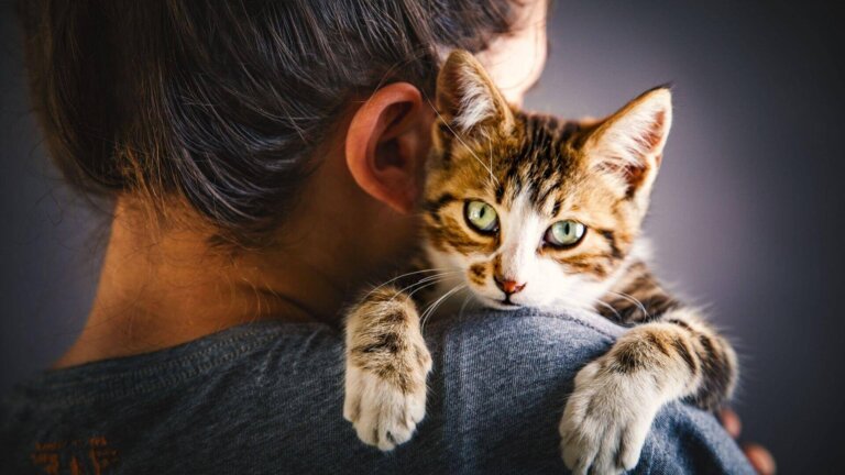 Gato con hiperapego: causas, señales y soluciones