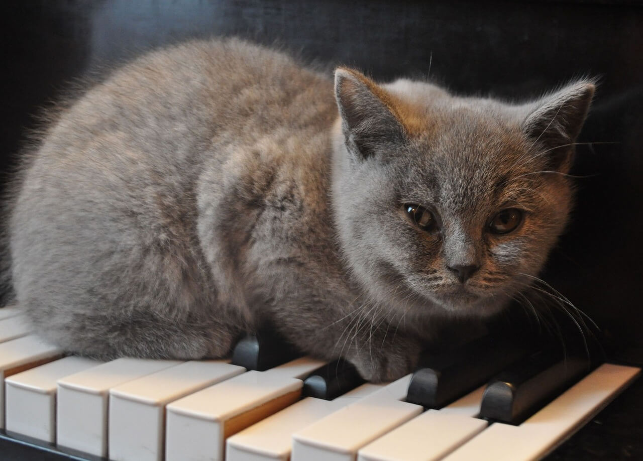 Un gato recostado sobre un piano. 