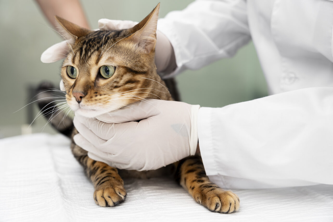 Tiña en gatos: causas, síntomas y tratamientos