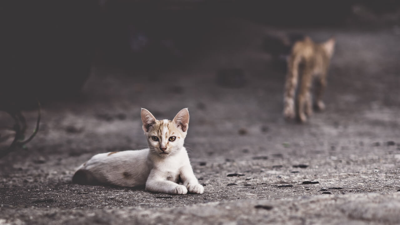 Gato callejero sobre el asfalto. 