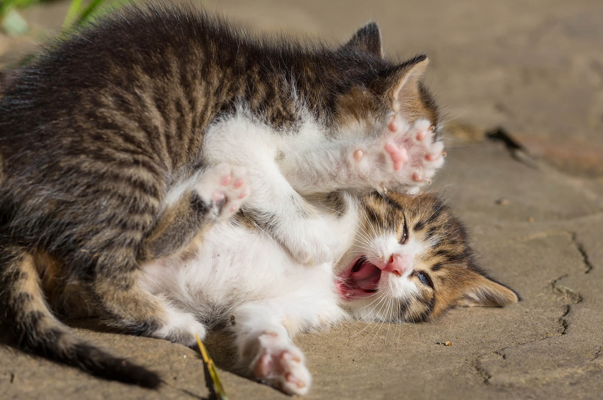 Dos gatos en plena pelea. 