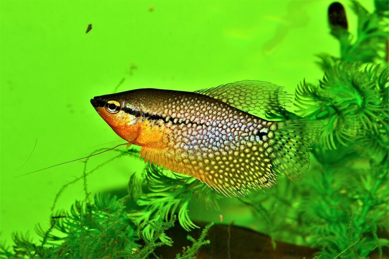 Gourami fish.