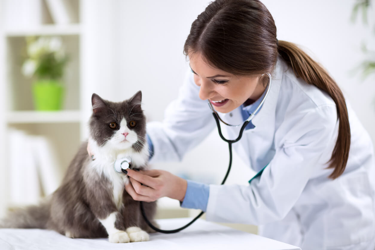 Gato recibe atención en el veterinario. 