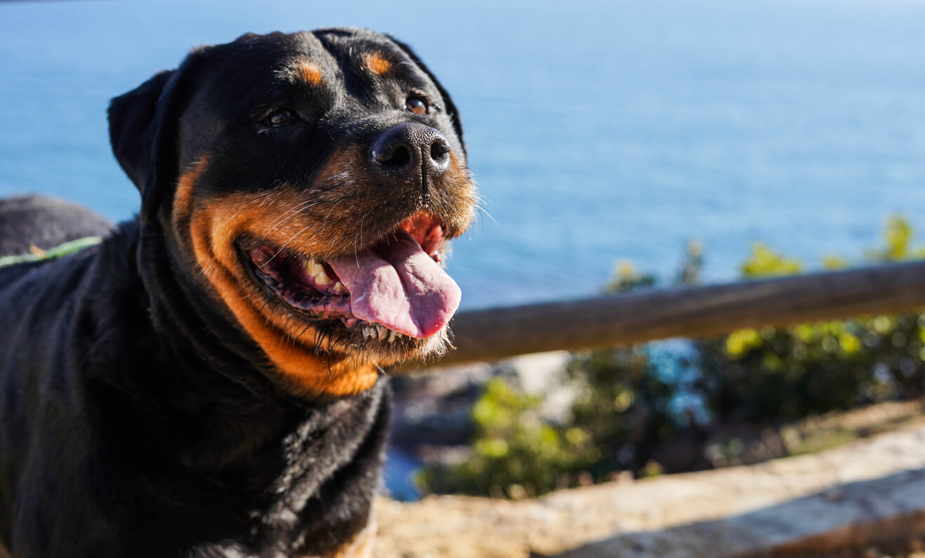 Rottweiler sulla spiaggia.