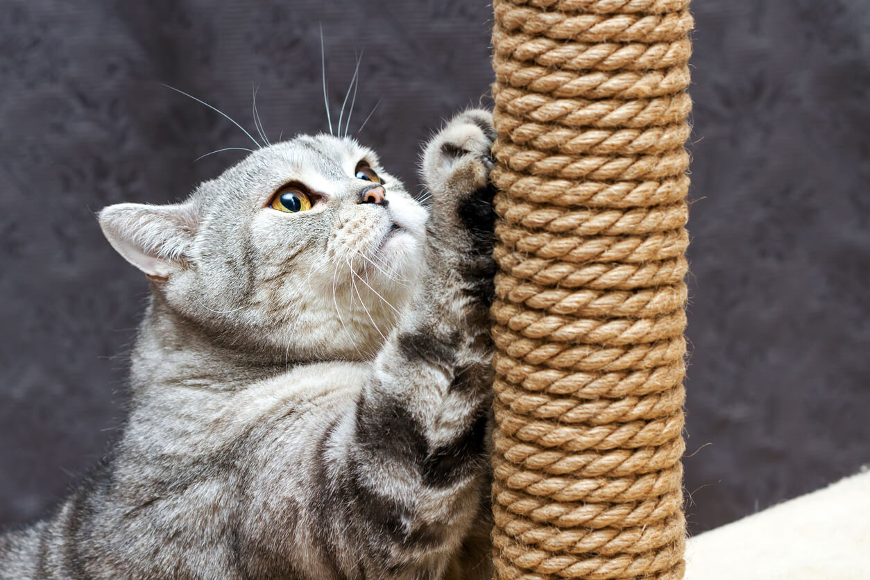 A cat at a scratching post.