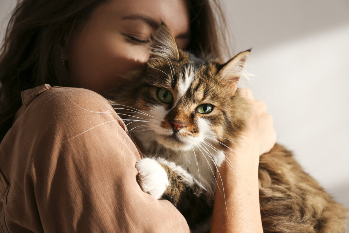 5 estrategias para promover el bienestar de tu gato