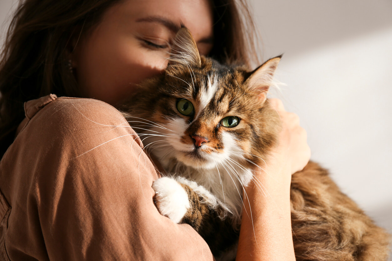 5 estrategias para promover el bienestar de tu gato