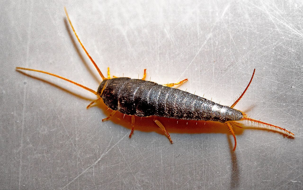 Lepisma saccharina o pececillo de plata.