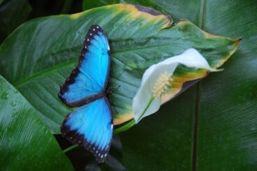Los 13 animales más impresionantes de Venezuela