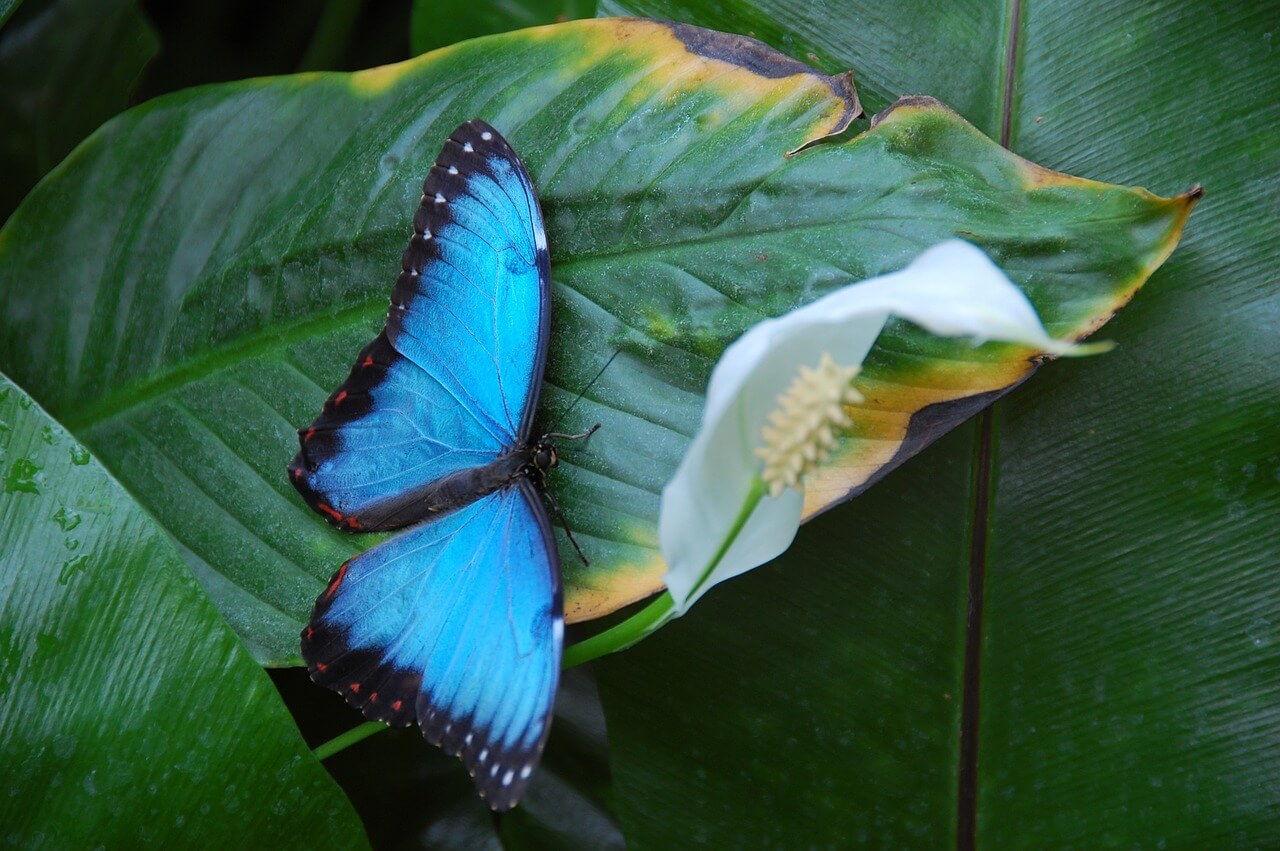 Mariposa azul posada sobre una hoja.