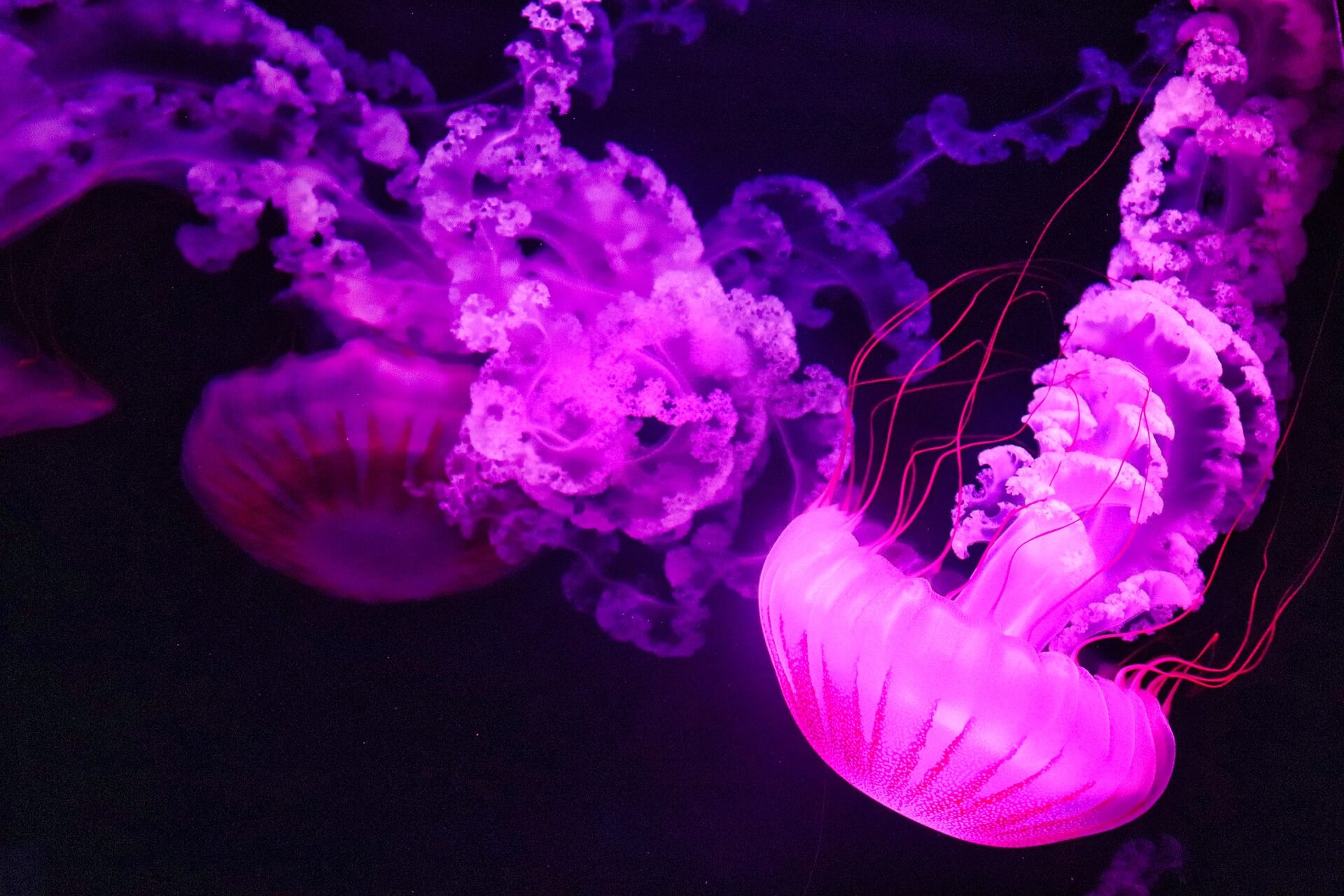 Medusas en el fondo del mar.