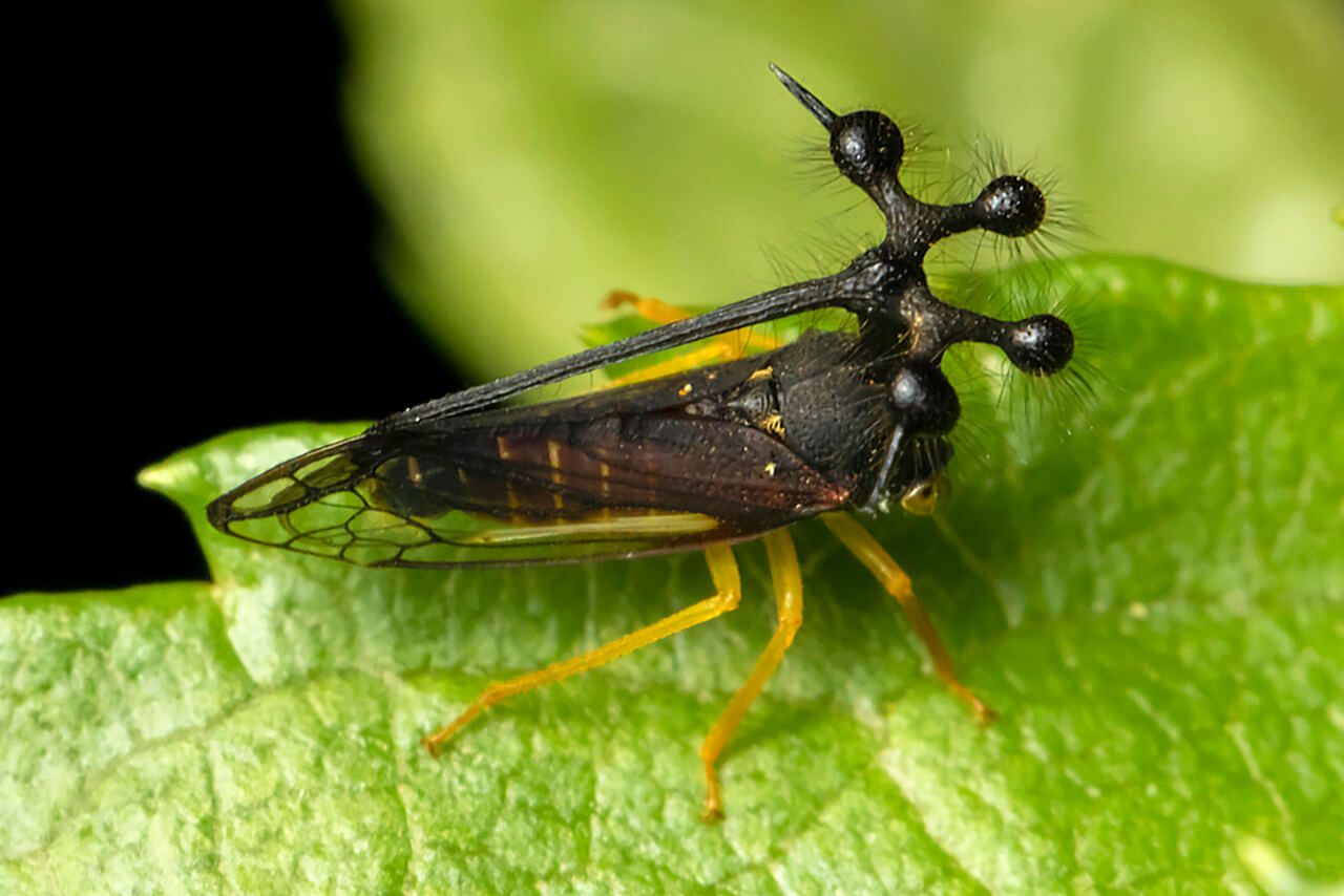 Brazilian treehopper the strangest insect that you will meet