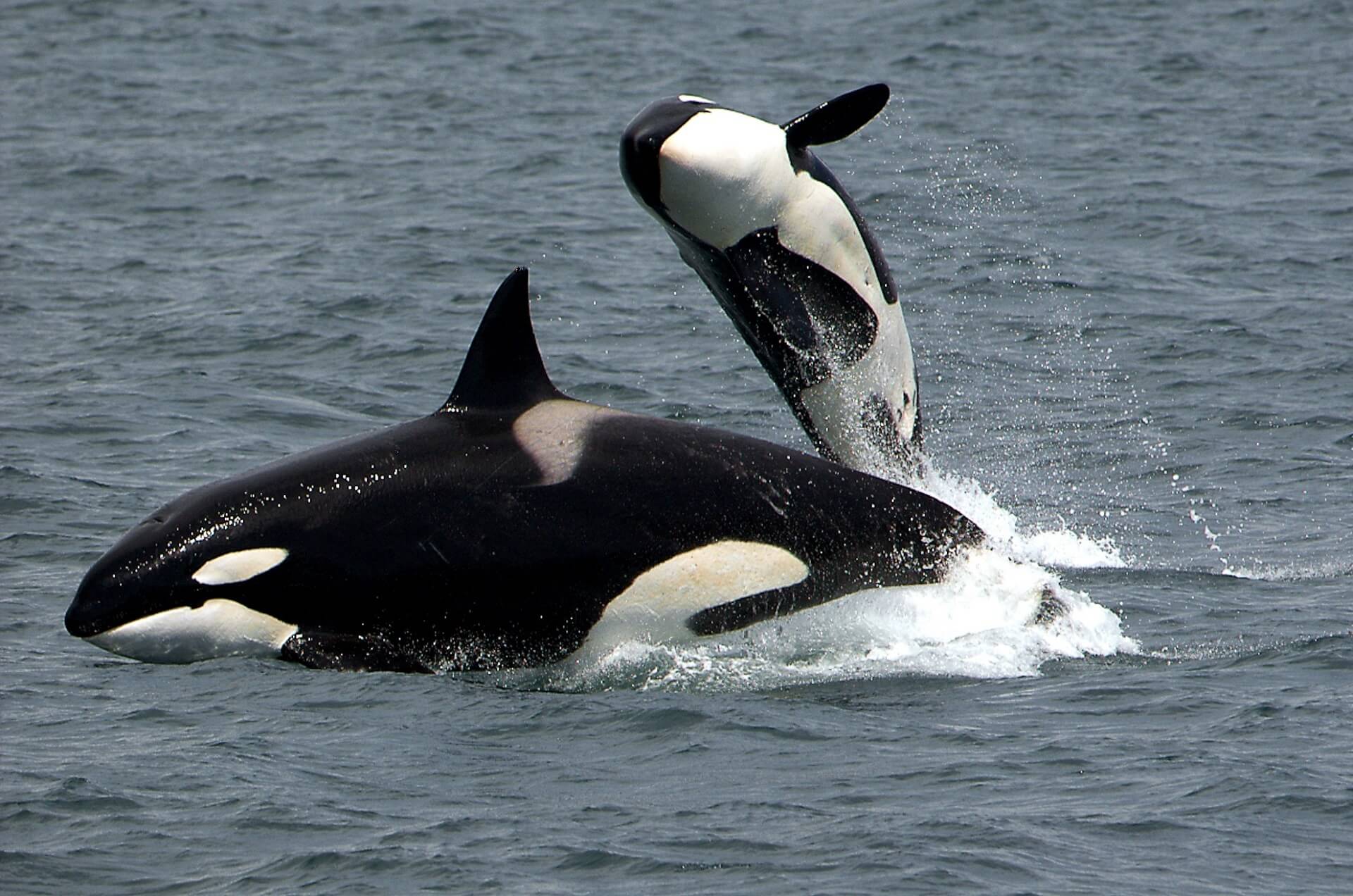 Duas orcas na água.