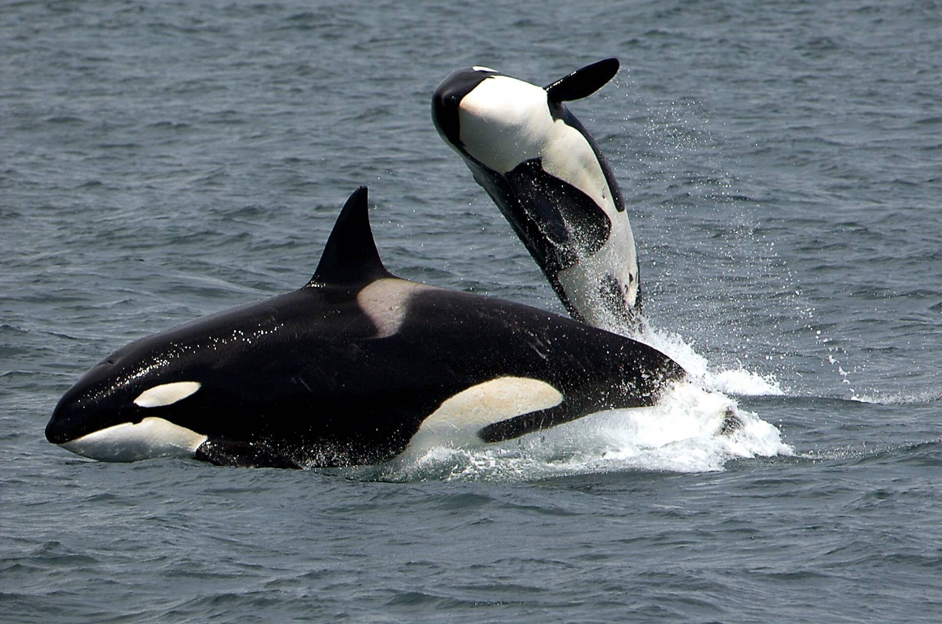 Dos orcas en el agua.