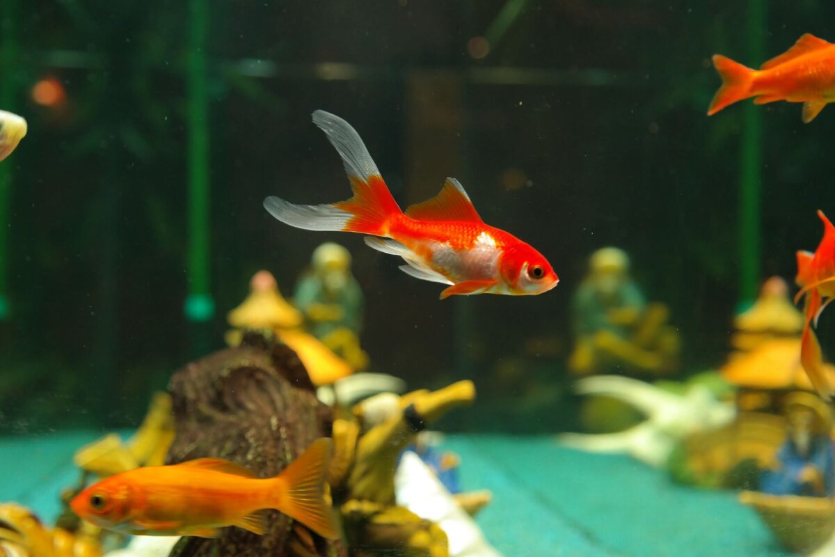 Peces llamativos de agua dulce en acuario.