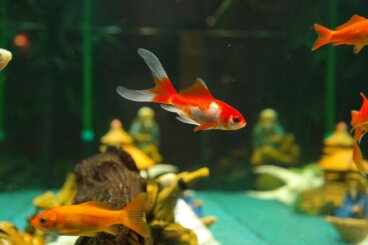 10 especies de peces llamativos para un acuario de agua dulce