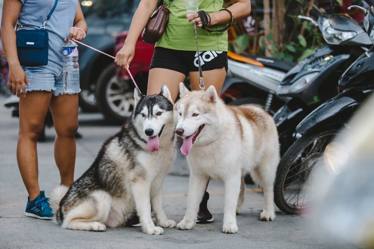 Dos Malamutes de Alaska con sus tutores.