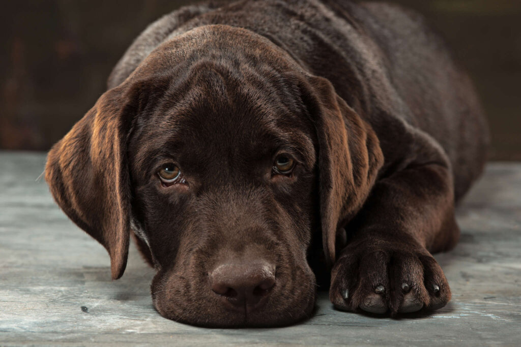 7 comportamientos de dolor en perros