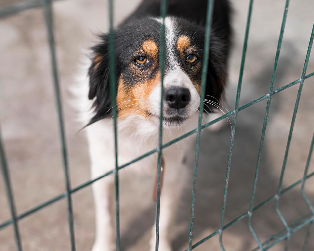 A dog in a shelter.