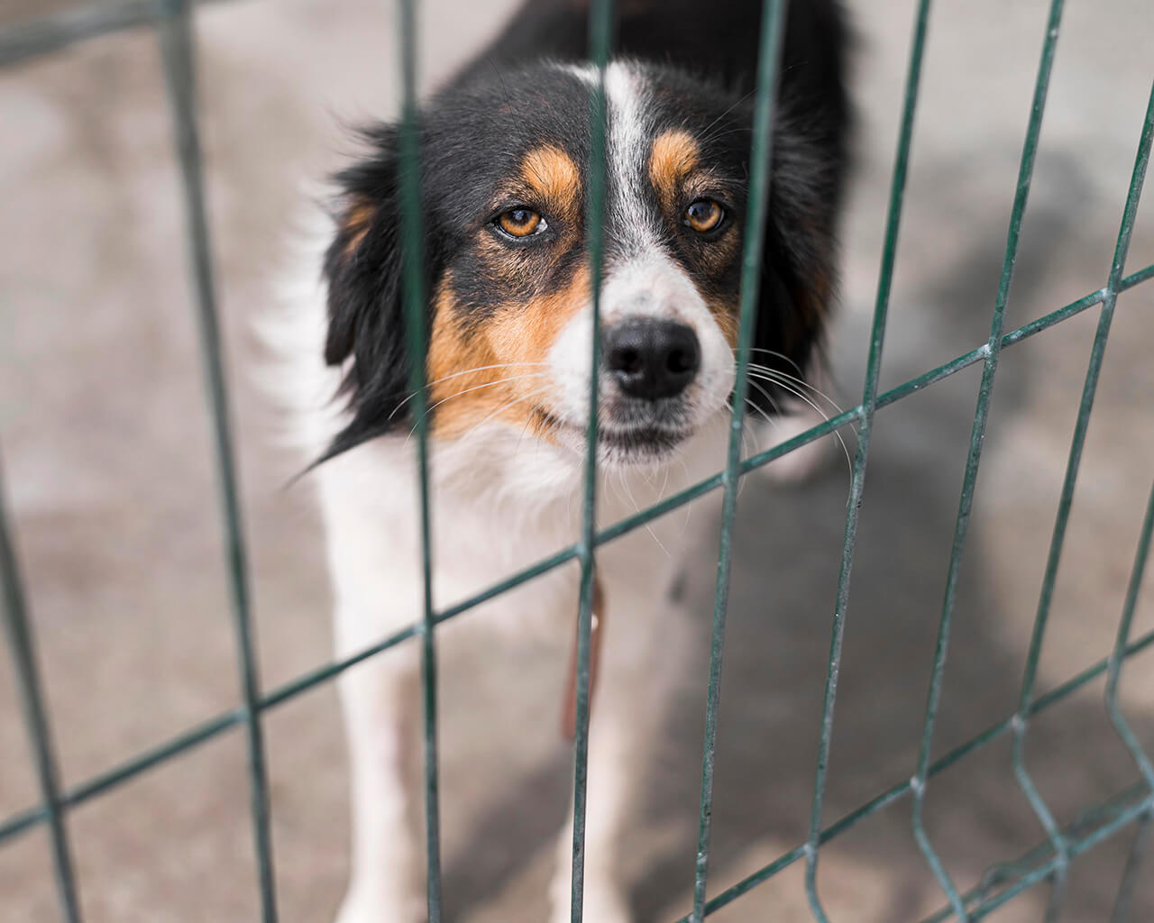 Einschläfern von Hunden: Was man wissen sollte