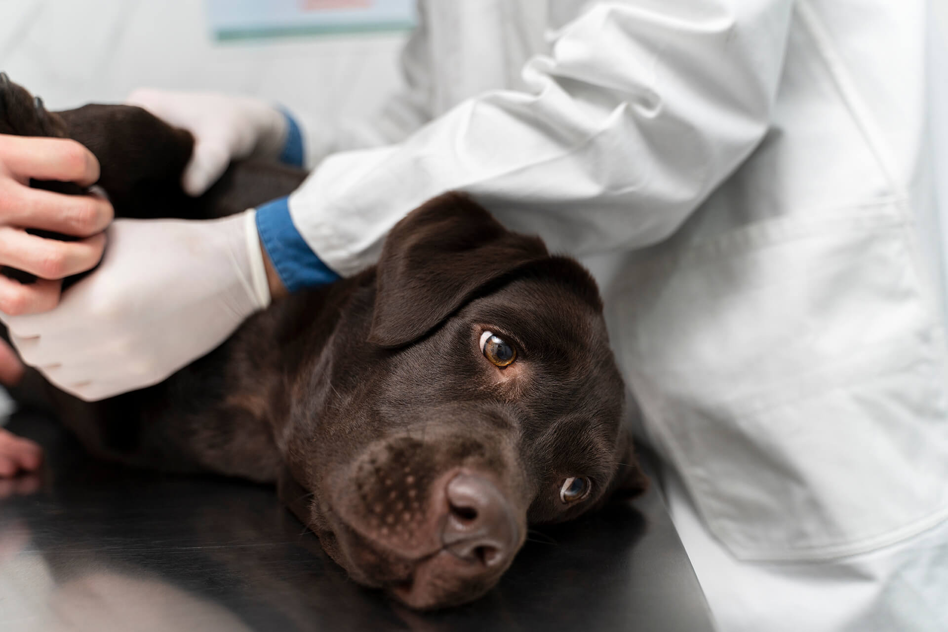 A dog being euthanized.