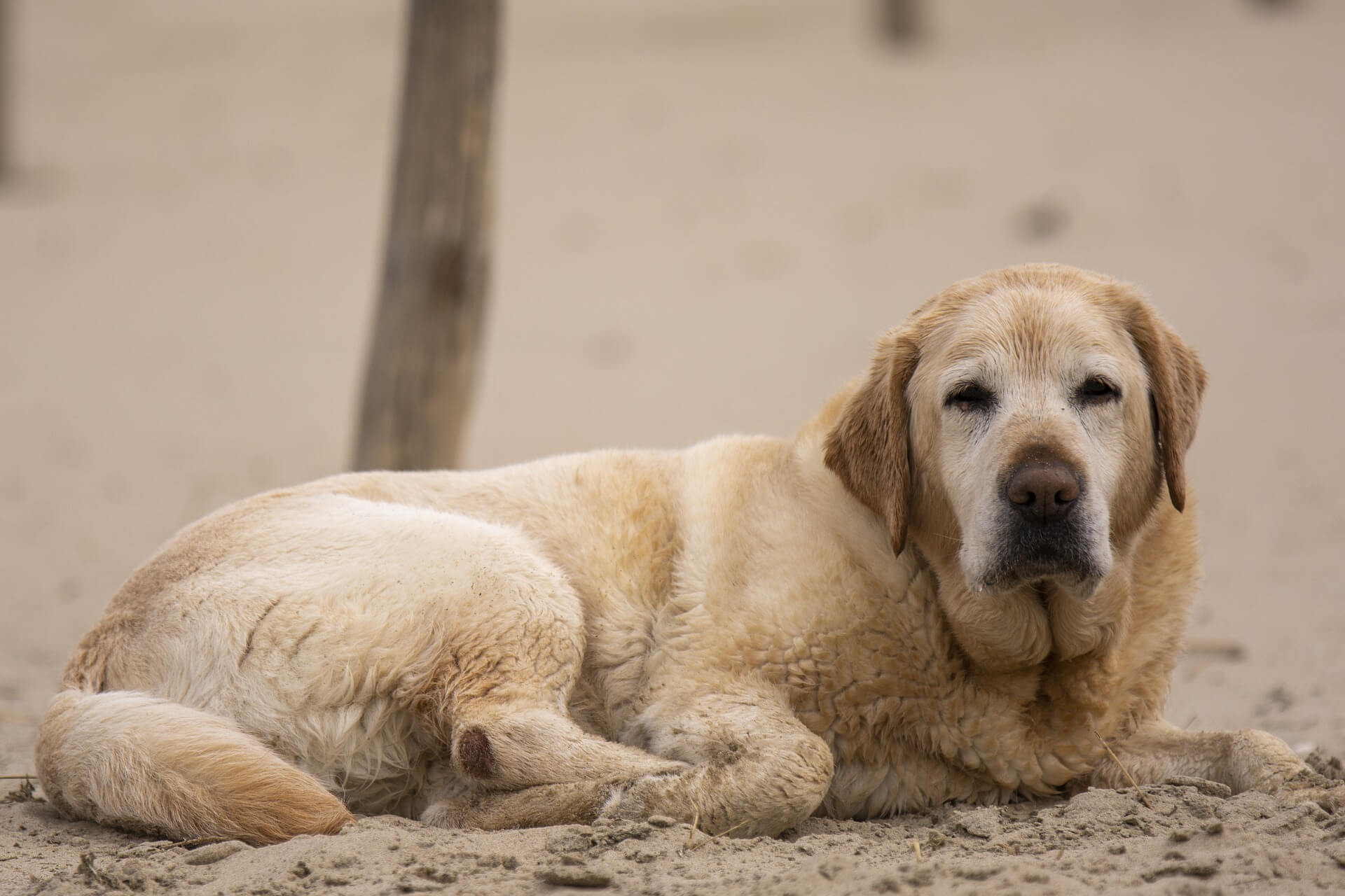Cão geriátrico deitado na areia.