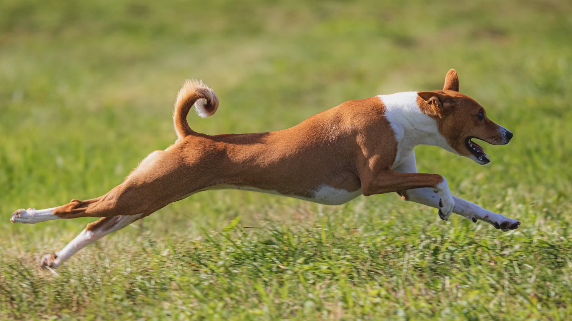 A dog running.