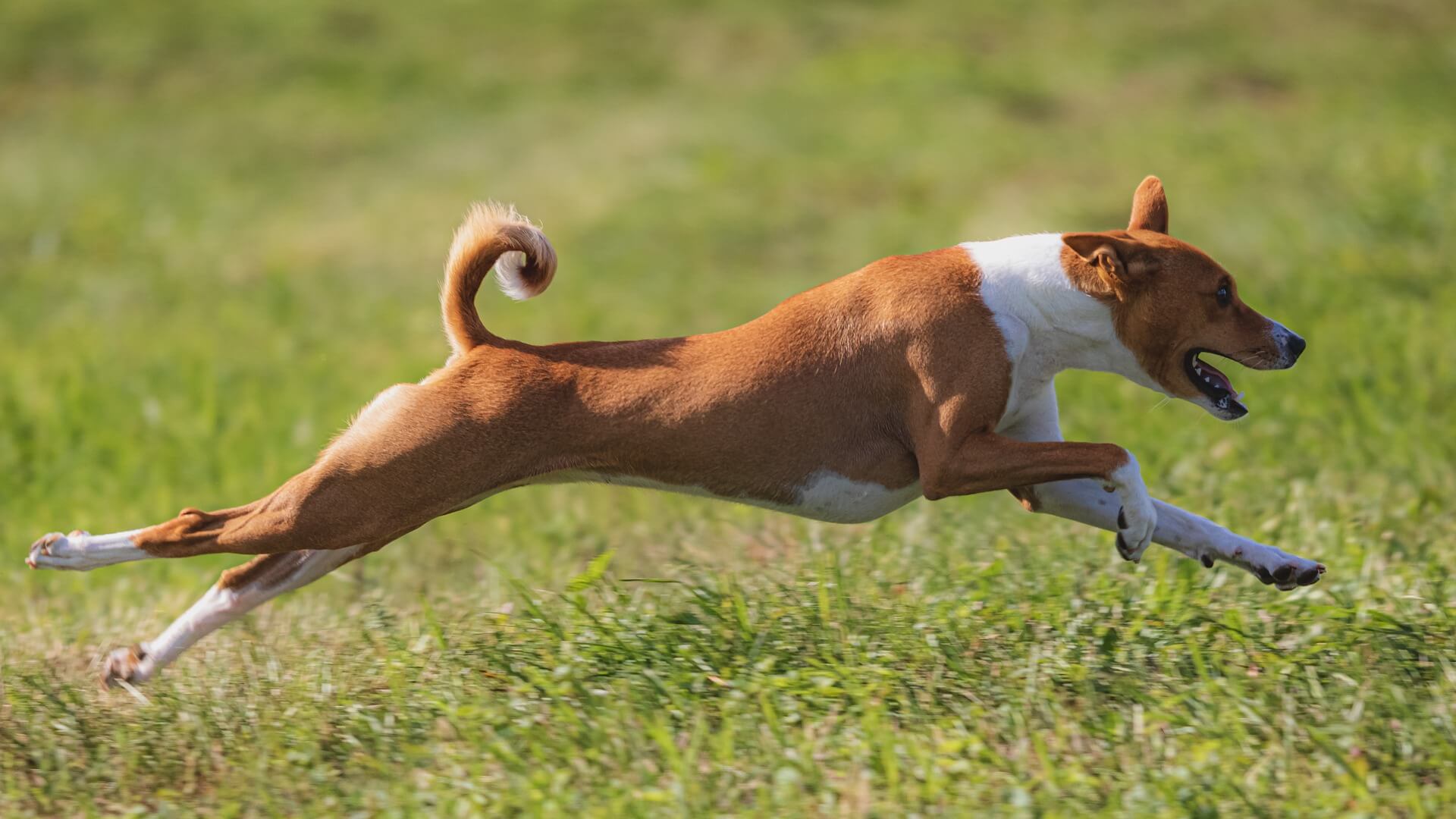 Il cane corre a grande velocità, grazie al cortisolo che lo prepara alla fuga.