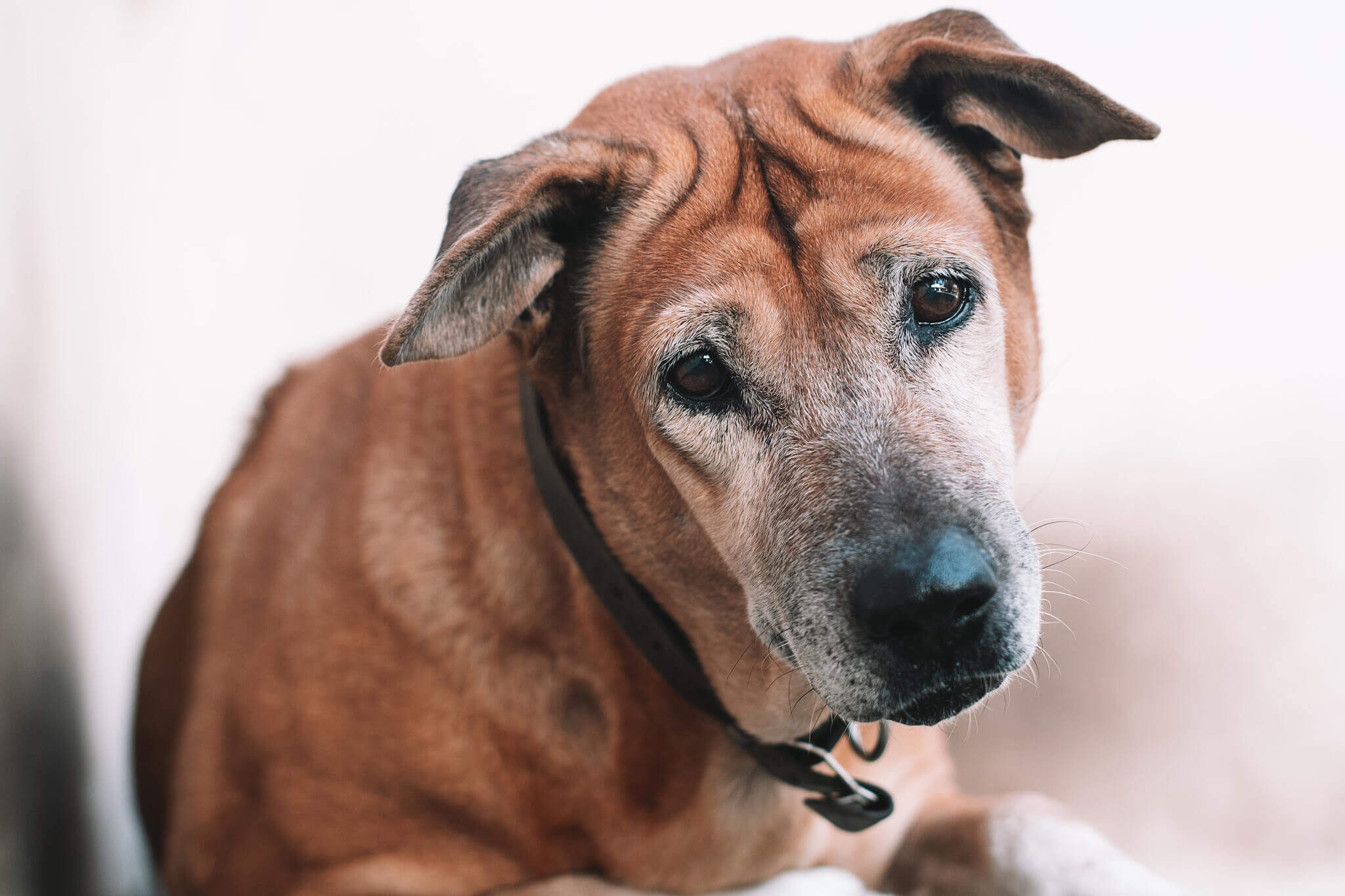 Perro geriátrico con la cabeza inclinada por síndrome vestibular.