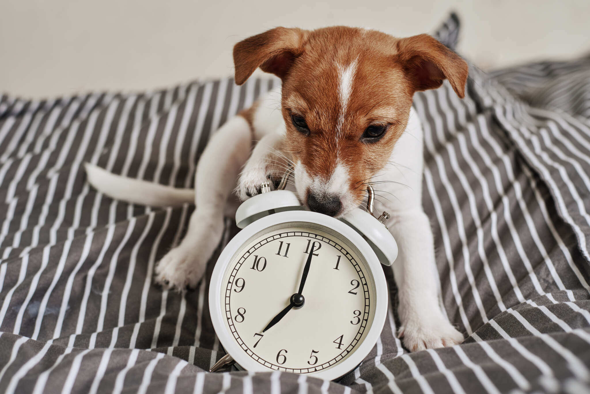 ¿Sabías que los perros tienen noción del tiempo?