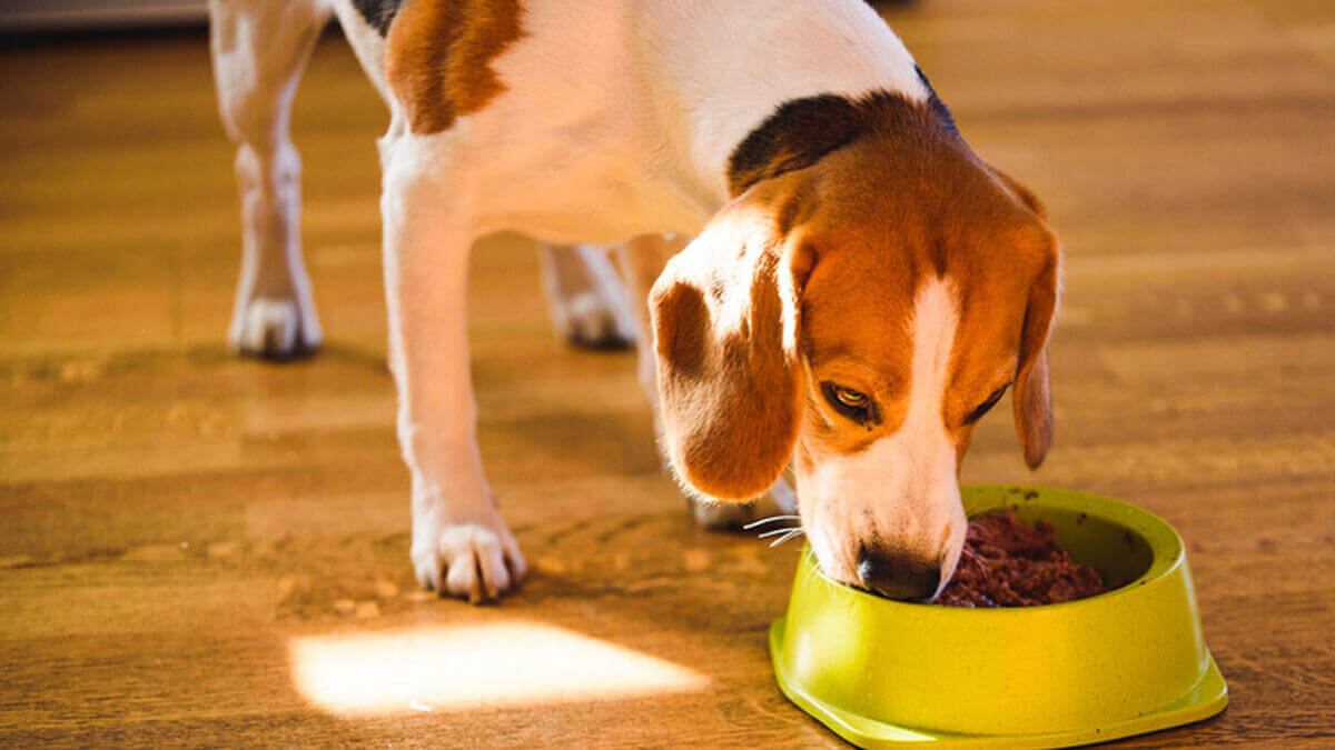 Il cane mangia cibo per rafforzare il sistema immunitario.