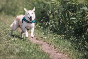 Sistema inmunitario de los perros: consejos para fortalecerlo