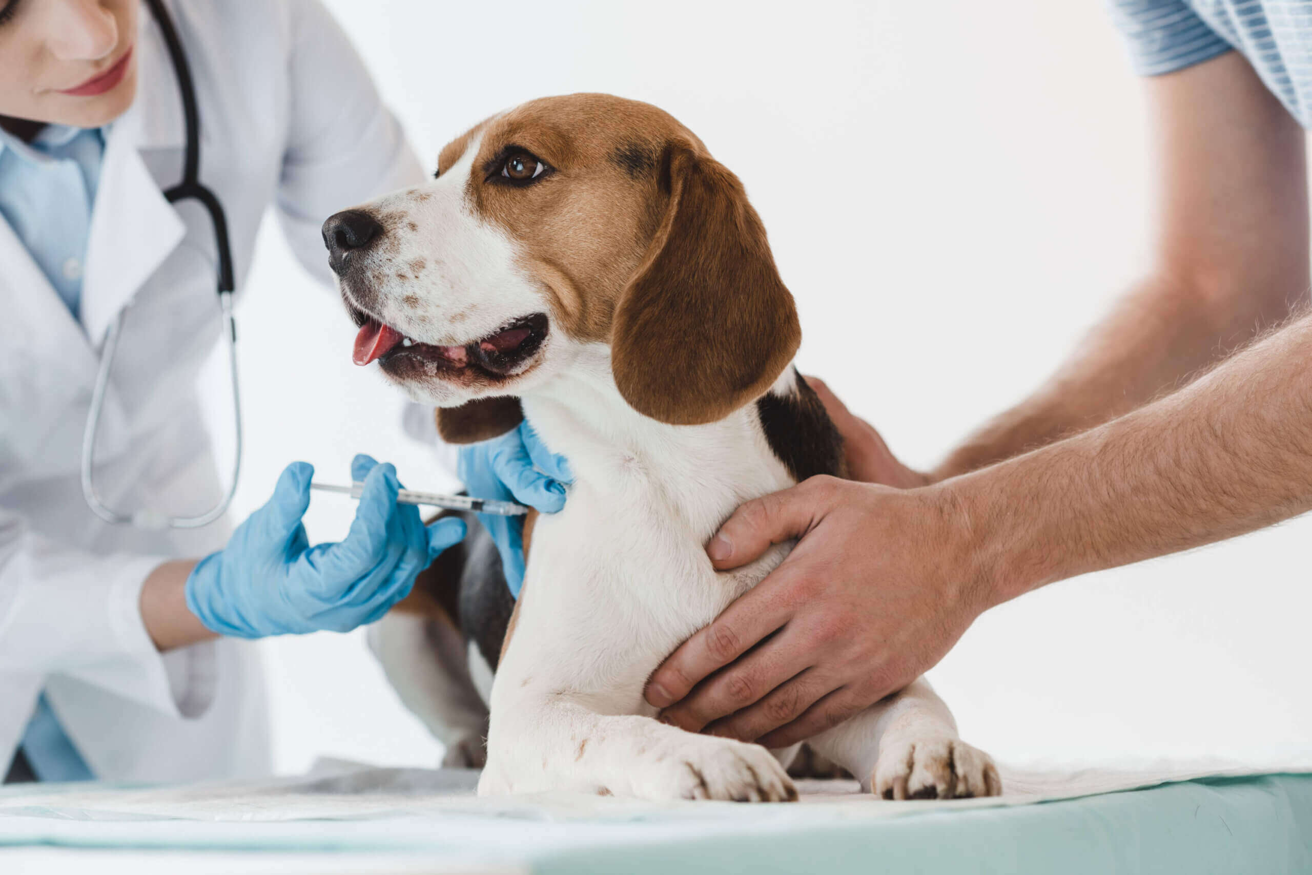 A dog receiving a vaccine.