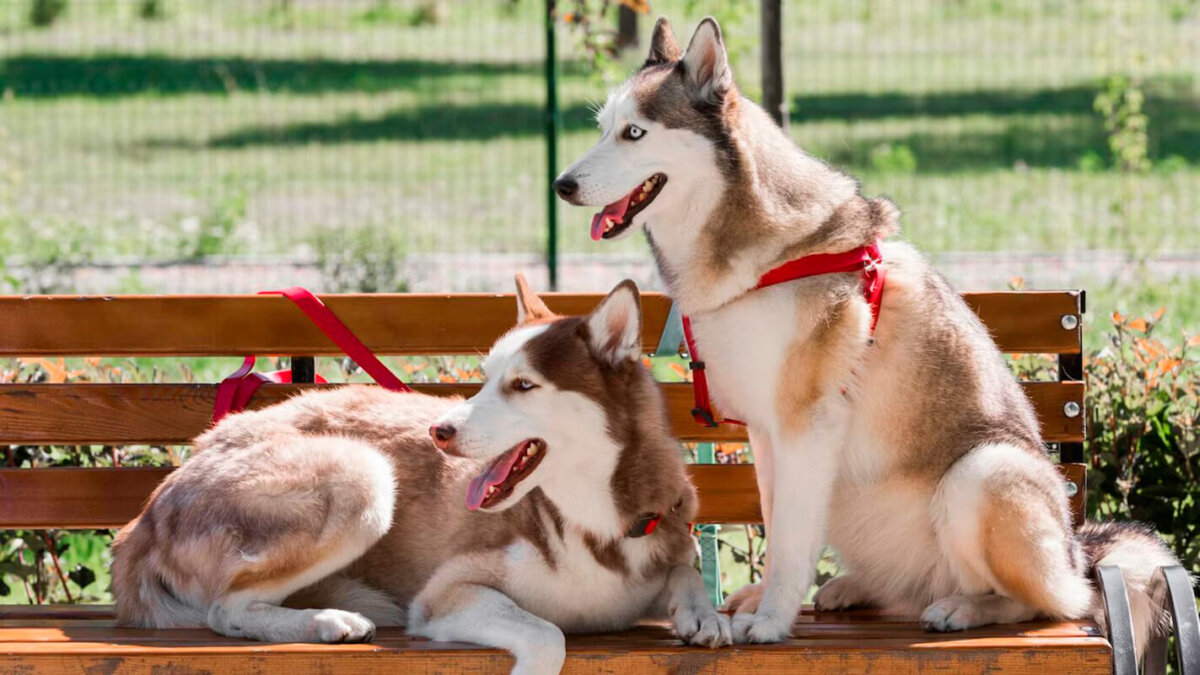 Dos perros husky, una macho y una hembra, sentados en el banco de un parque.