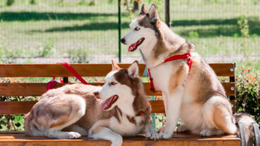 ¿Cuáles son las diferencias entre perros macho y hembra?