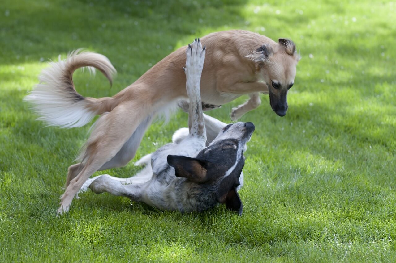 mi gato y mi perro juegan peleando