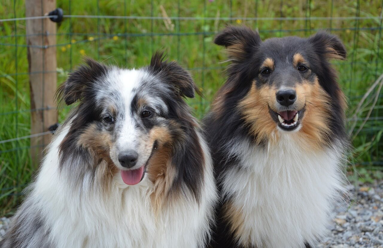 Una pareja de shepherd shetland.