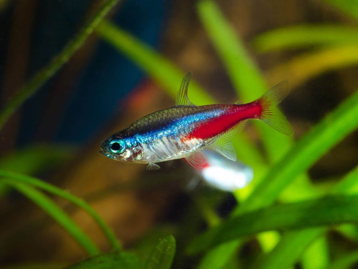 Pez tetra nadando.
